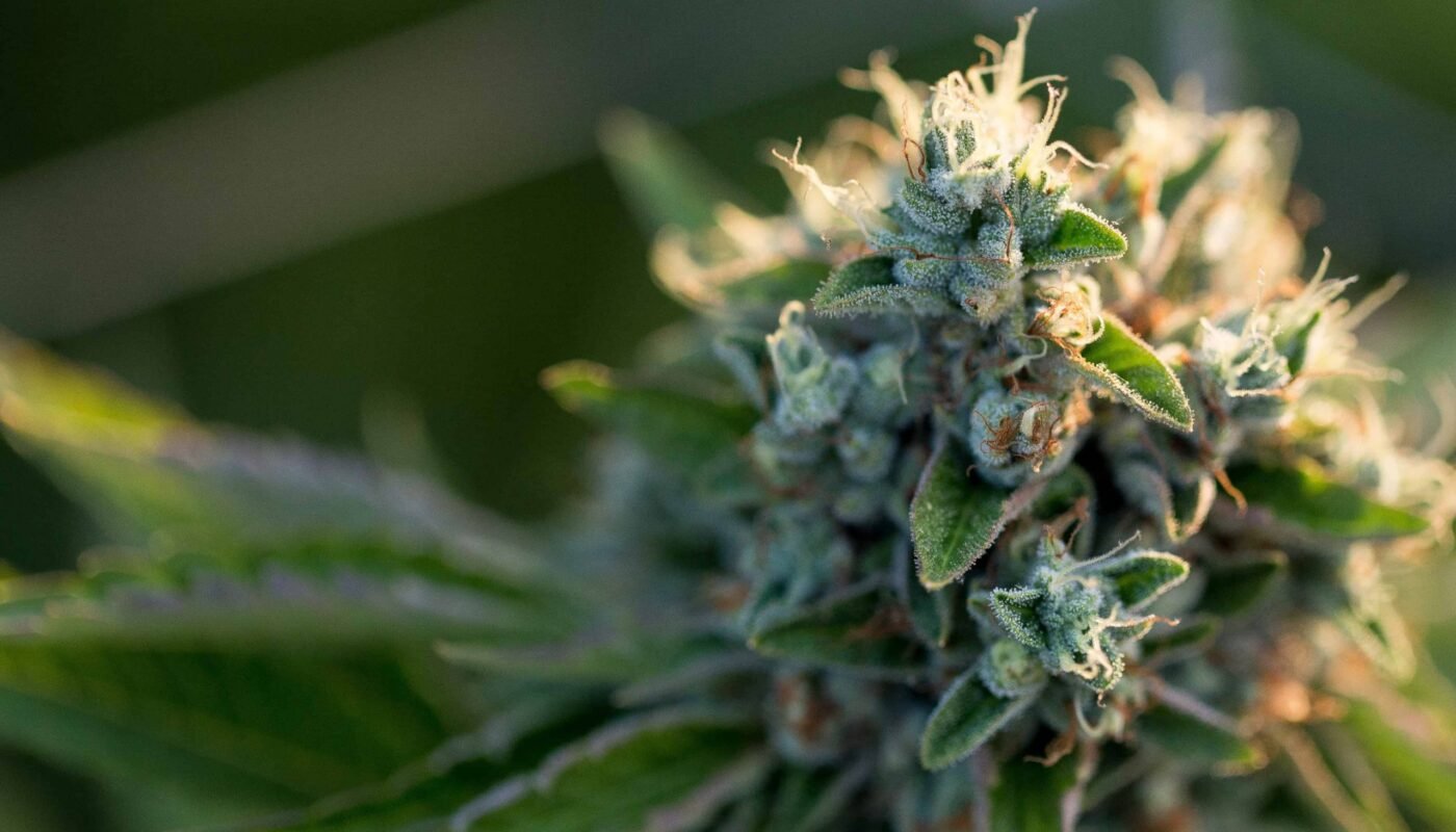 weed