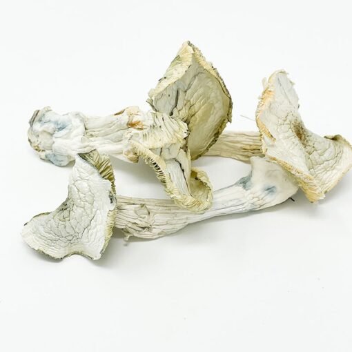 ALBINO A+ - Image 3
