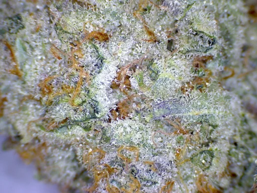 BLUE LIME PIE