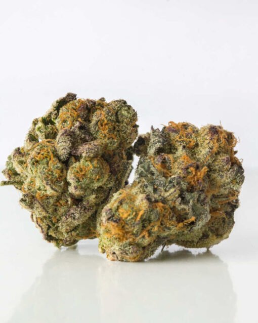 GELATO 33