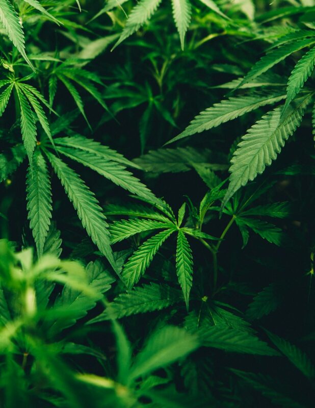 Cannabis plant and buds for the Flower category